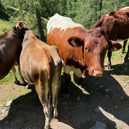 Apartment Papagenoblick