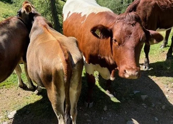 Apartamento Papagenoblick